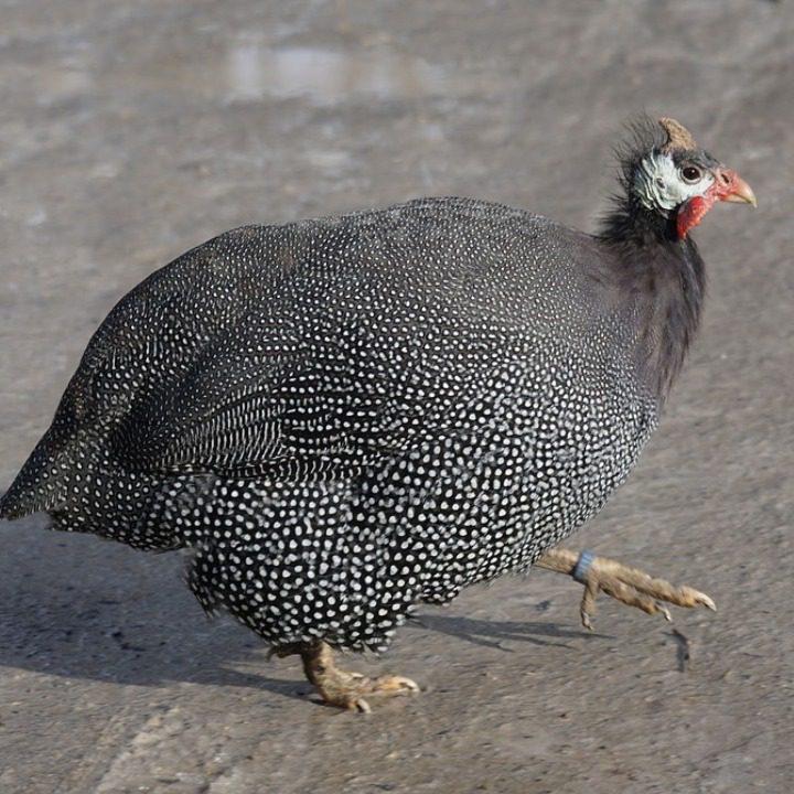 Ayam Mutiara Hitam