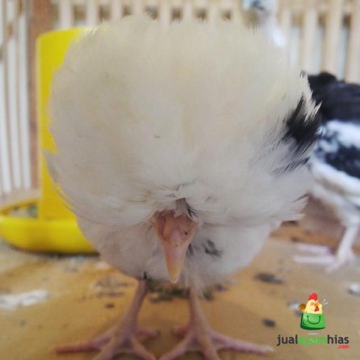 Ayam poland si ayam yang memiliki jambul di bagian kepalanya