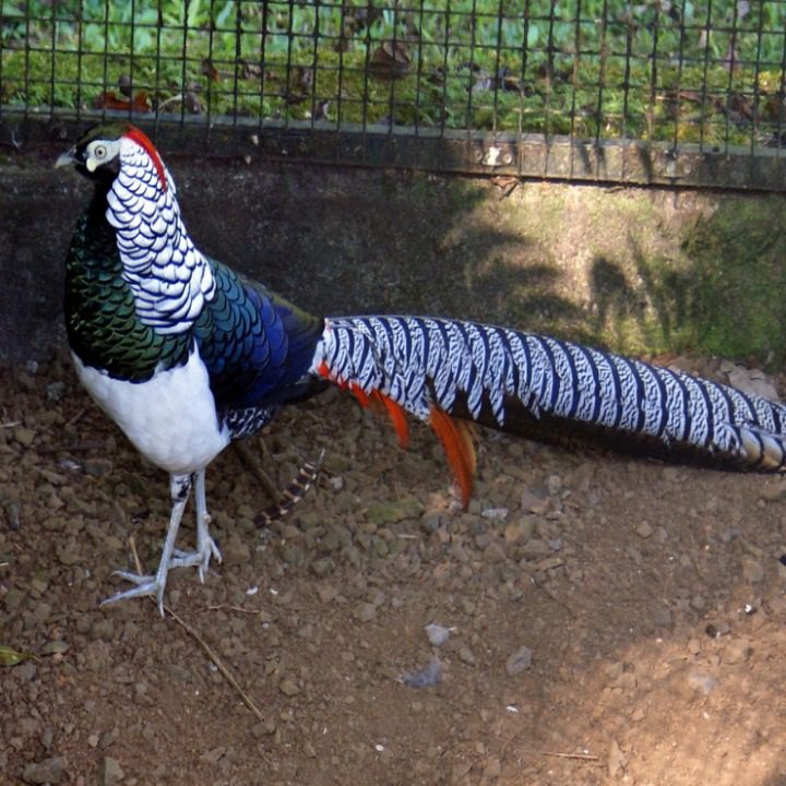Lady Amherst Pheasant