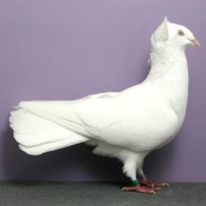 Merpati Pajer