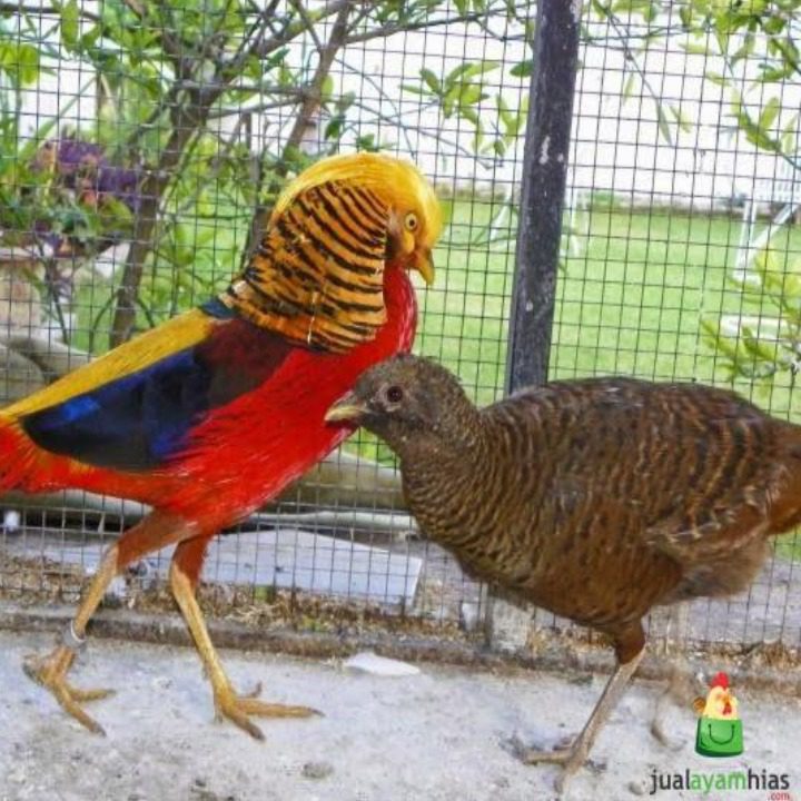 Sepasang Golden Pheasant usia dewasa | Jantan betina golden pheasant