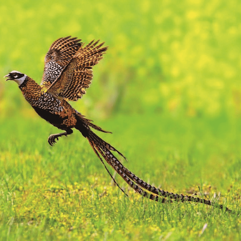 Reevest Pheasant