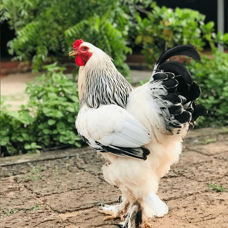 Berat ayam brahma usia dewasa atau indukan bisa sampai berkilo-kilo saking besarnya