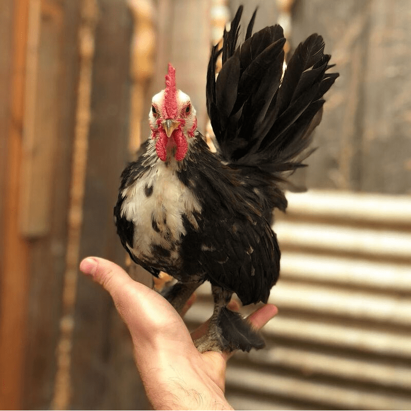 Ayam serama termasuk ayam terkecli yang ada di dunia