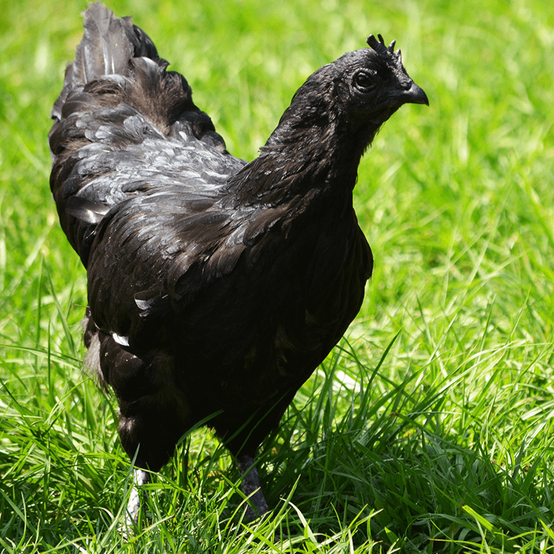 Ayam Cemani saat ini banyak diternakkan untuk dijadikan sebagai hewan hias untuk penghobi ayam hias