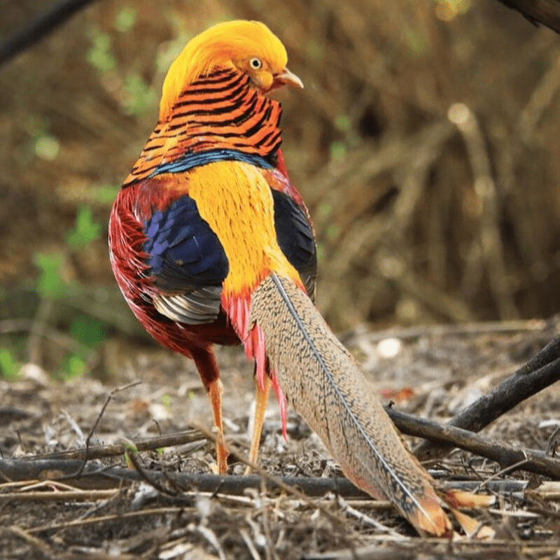 Ayam Pheasant ayam Golden Pheasant ini akan memasuki masa kawin pada usia 1 tahunan ke atas.  | image 3