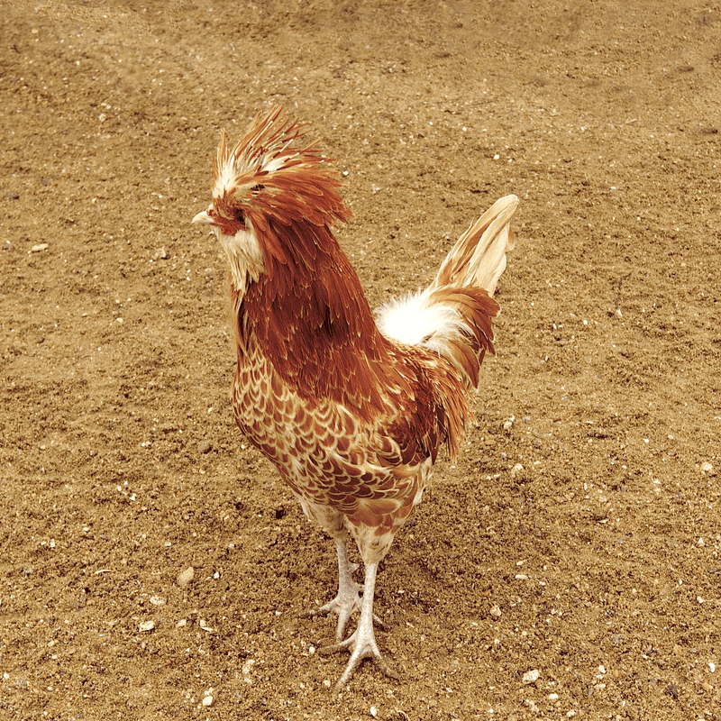 Ayam Poland