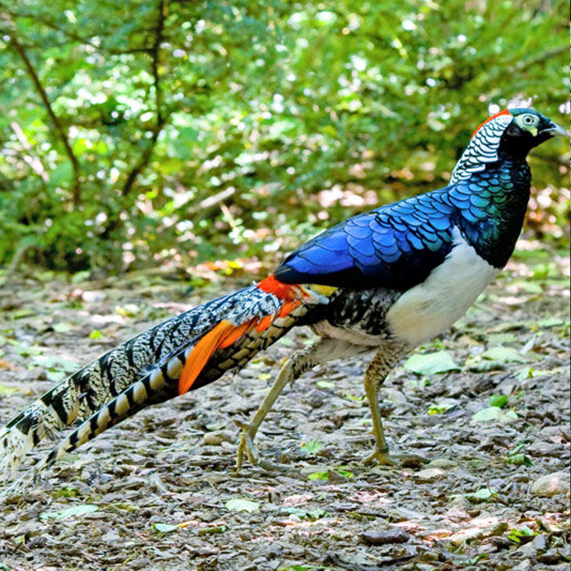 Lady Amhers Pheasant