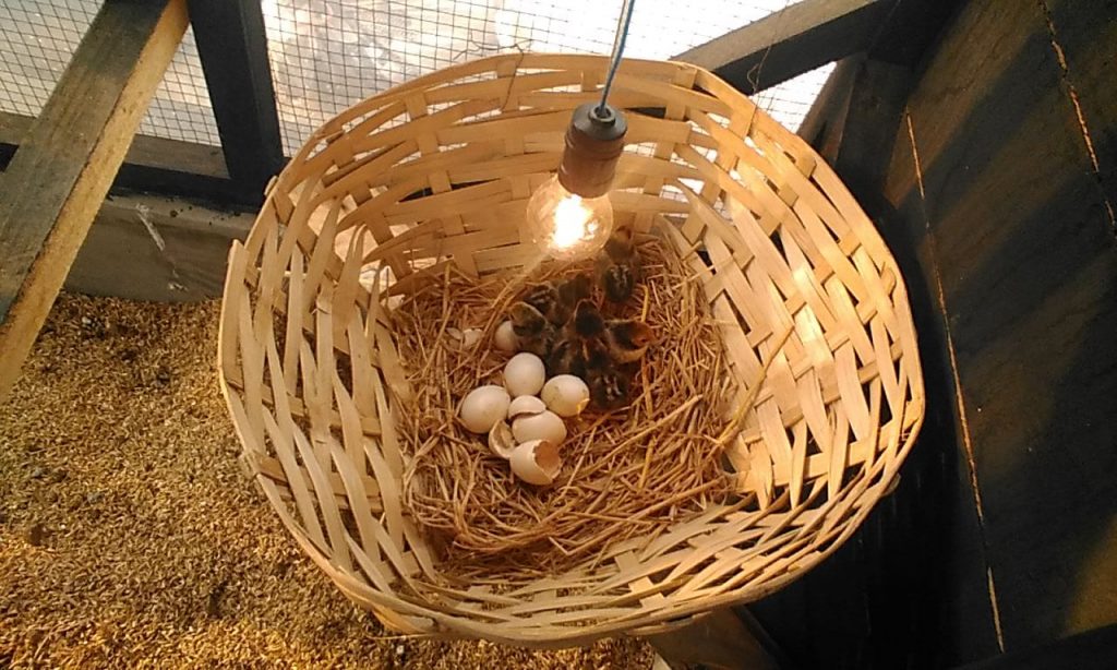 Salah satu telur ayam batik itali yang menetas dan telur tidak dipatuk oleh indukannya - telur menetas