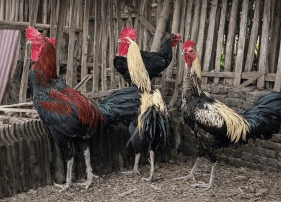 Sejarah, Harga dan Cara Merawat Ayam Pelung yang Baik