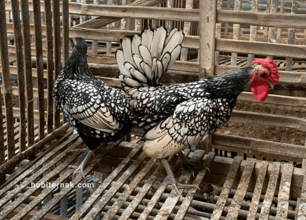 4 Cara Memelihara Ayam Batik yang Eksotis