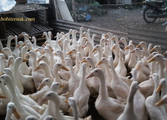 Tips Beternak Bebek Peking untuk Pemula: Jaminan Panen Cepat dan Untung Besar!
