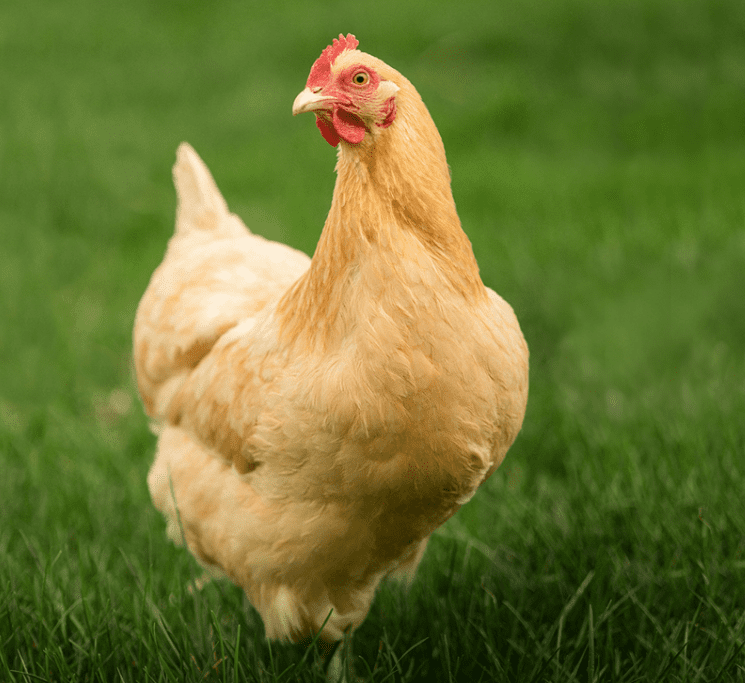 Buff Orpington Chicken has a friendly character, so it is suitable for your children if you want to raise them.