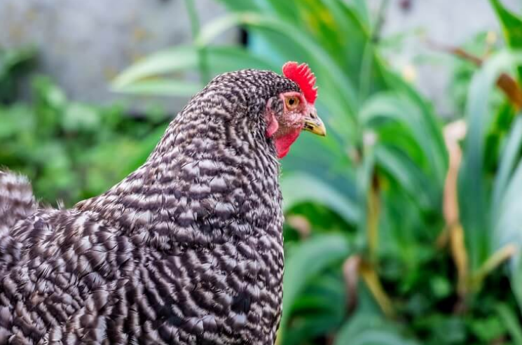 Plymouth Rock Chicken is an American chicken breed which has dual purpose, for produce meat and eggs.
