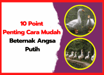 10 Point Penting Cara Mudah Beternak Angsa Putih | thumnail
