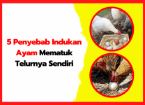 5 Penyebab Indukan Ayam Mematuk Telurnya Sendiri & Cara Mengatasinya 5 Penyebab Indukan Ayam Mematuk Telurnya Sendiri | thumnail