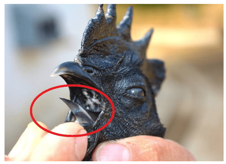 Tenggorokan ayam cemani berwarna hitam walaupun lidahnya berwarna abu-abu atau malah terkadang putih. | image 3