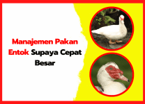 Manajemen Pakan Entok Supaya Cepat Besar | thumnail