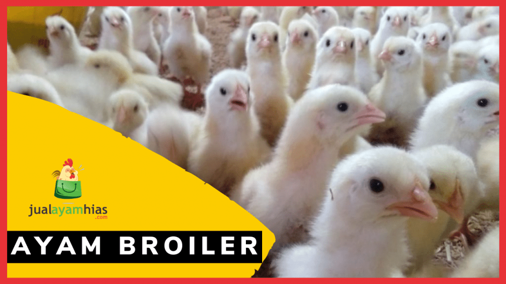 Ayam Broiler jualayamhias.com