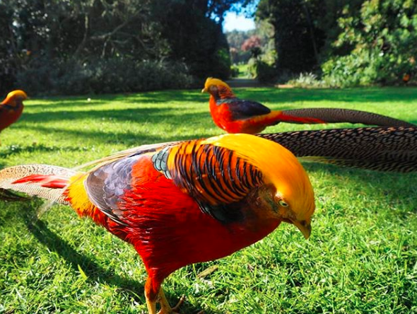 Golden pheasant memiliki bulu cantik yang berwarna merah dan gold atau emas | Warna Golden Pheasant