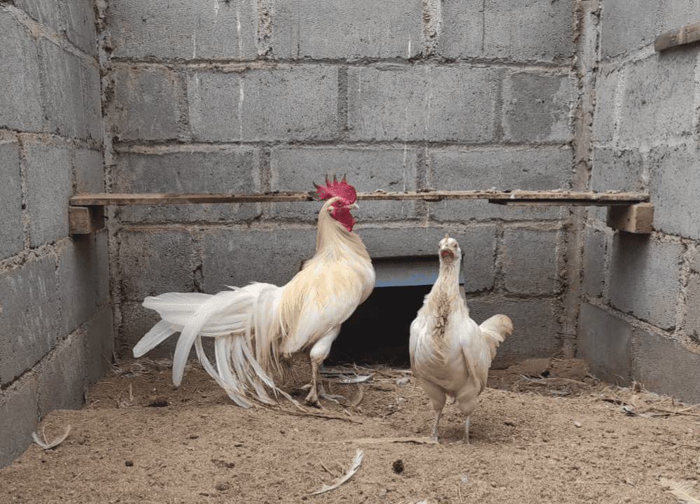 Ayam Onagadori putih di kandang bersih dan kering untuk menjaga kesehatan serta keindahan ekor panjangnya