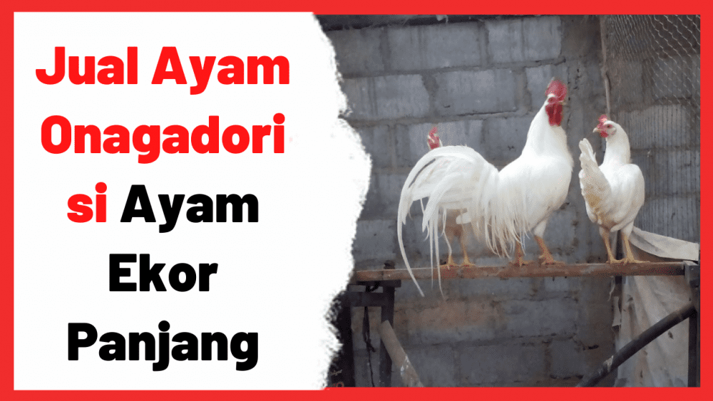 Jual Ayam Onagadori si Ayam Ekor Panjang | Cover