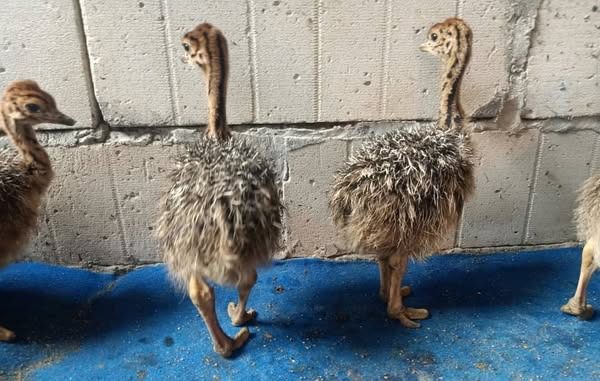 i daerah asalnya burung unta memakan dedaunan yang ada di sekitar, kalau di Indonesia bisa di berikan dedak atau rumput dan juga bisa sayur-sayuran