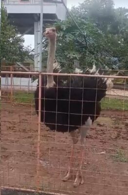Burung unta hidup di daerah yang memiliki sabana dan gurun, hewan ini banyak hidup di Afrika dan ada yang di Timur Tengah
