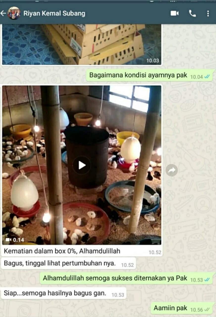 Testimoni Pak Riyan Subang Jual Ayam Hias HP : 08564 77 23 888 | BERKUALITAS DAN TERPERCAYA PROMO JOPER FIX