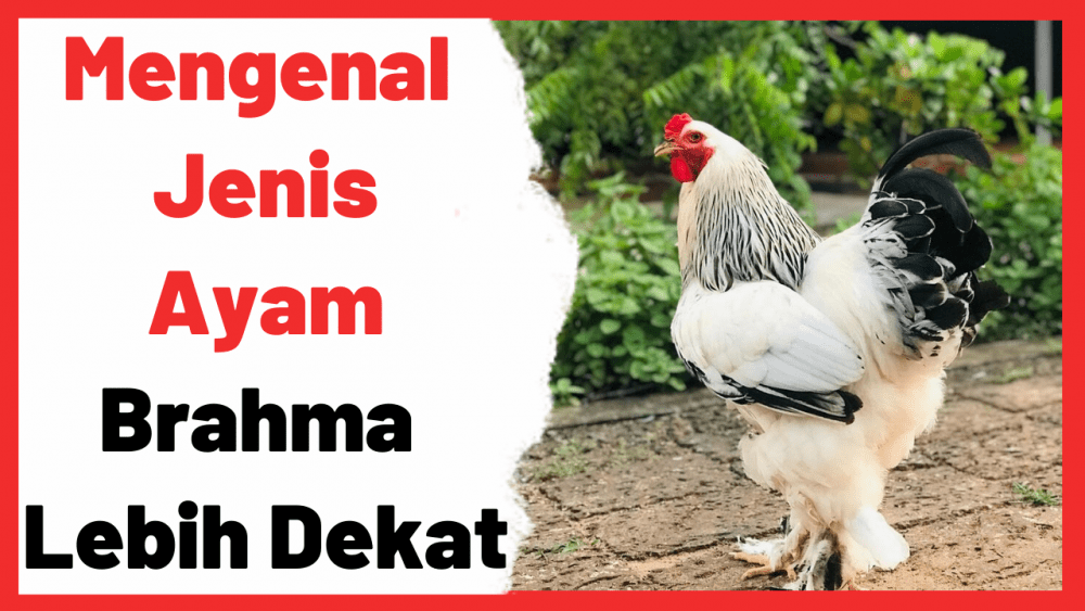 Mengenal Jenis Ayam Brahma Lebih Dekat | Cover