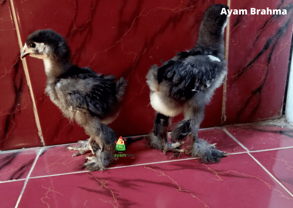 Ayam Brahma Usia 1 Bulan