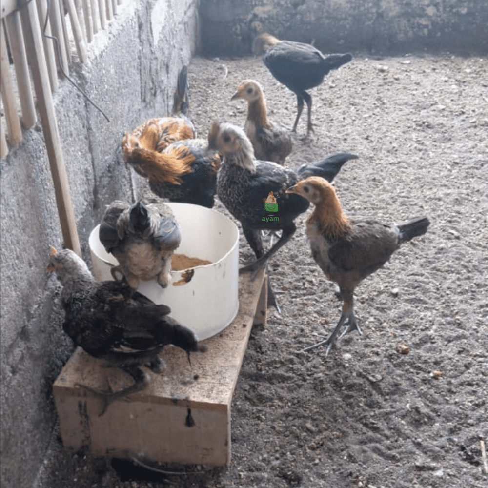 Ayam Modern Game, salah satu jenis ayam hias yang berasal dari Inggis dan telah berkembangbiak di Indonesia dengan baik | image 1