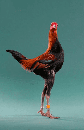 Ayam Modern Game memiliki keunikan yang terdapat pada pstur tubuhnya yang raping serta kakinya yang panjang | image 2
