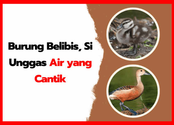 Burung Belibis, Si Unggas Air yang Cantik