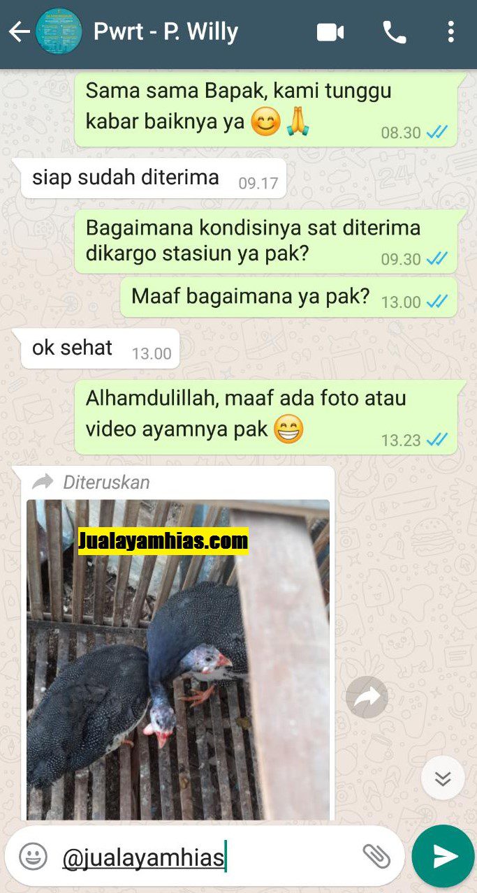 Pak Willy - 2 Ayam mutiara - Purwokerto Jateng