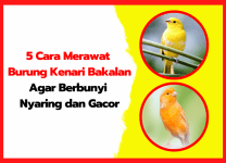 5 Cara Merawat Burung Kenari Bakalan Agar Berbunyi Nyaring dan Gacor | thumnail