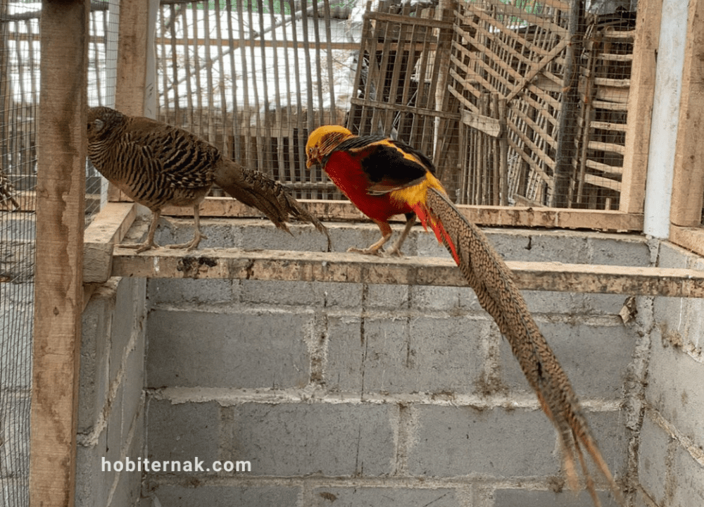 6 Hal Penting yang Perlu Diketahui Sebelum Beternak Golden Pheasant 6 Hal Penting yang Perlu Diketahui Saat akan Beternak Golden Pheasant