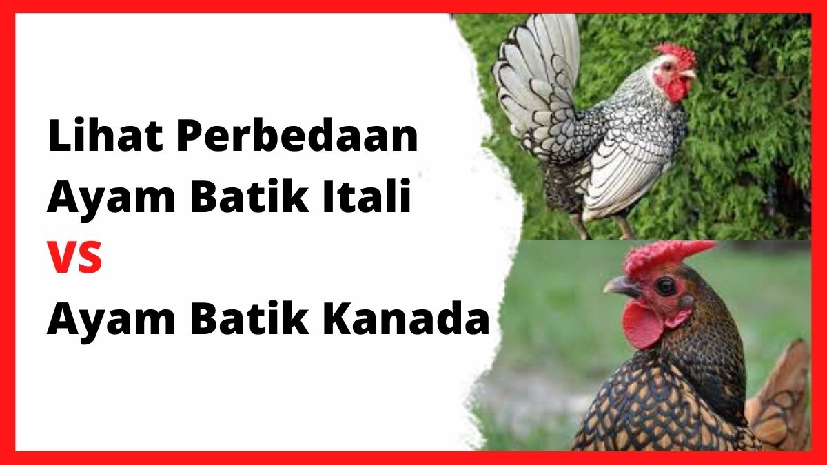 Lihat Perbedaan Ayam Batik Itali VS Ayam Batik Kanada