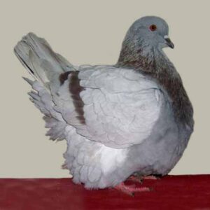 Merpati French Mondain