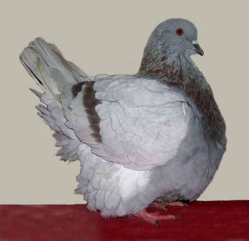 Merpati French Mondain