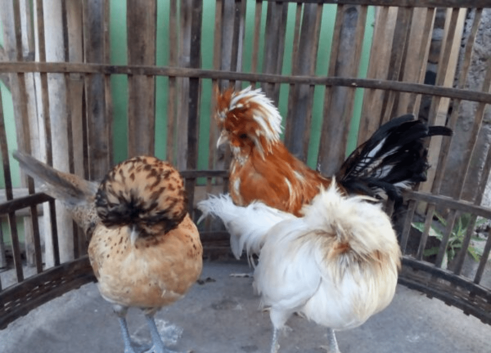 3 Tahap Penting dalam Ternak Ayam Poland Si Berjambul