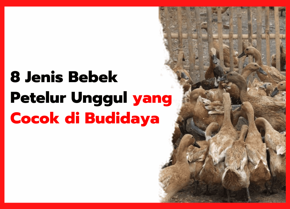 8 Jenis Bebek Petelur Unggul yang Cocok di Budidaya | thumnail