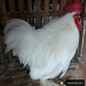 Ayam Giant Cochin