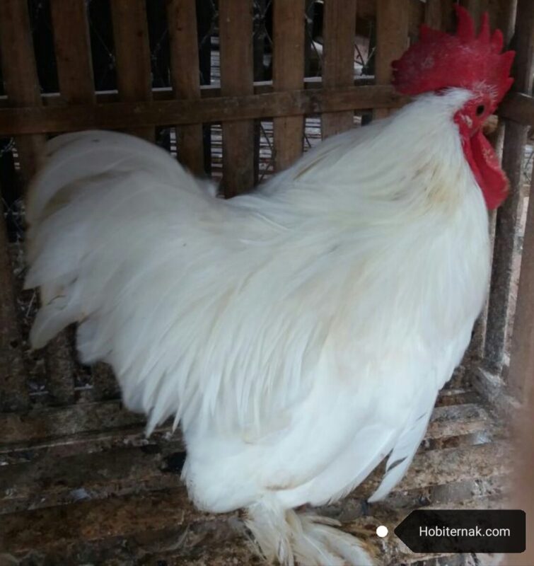 Ayam Giant Cochin