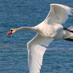 Mute Swan
