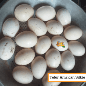 Alangkah baiknya jika ayam sudah bertelur untuk segera memisahkan telur ayam agar tidak menjadi mangsa bagi predator lain | image 5