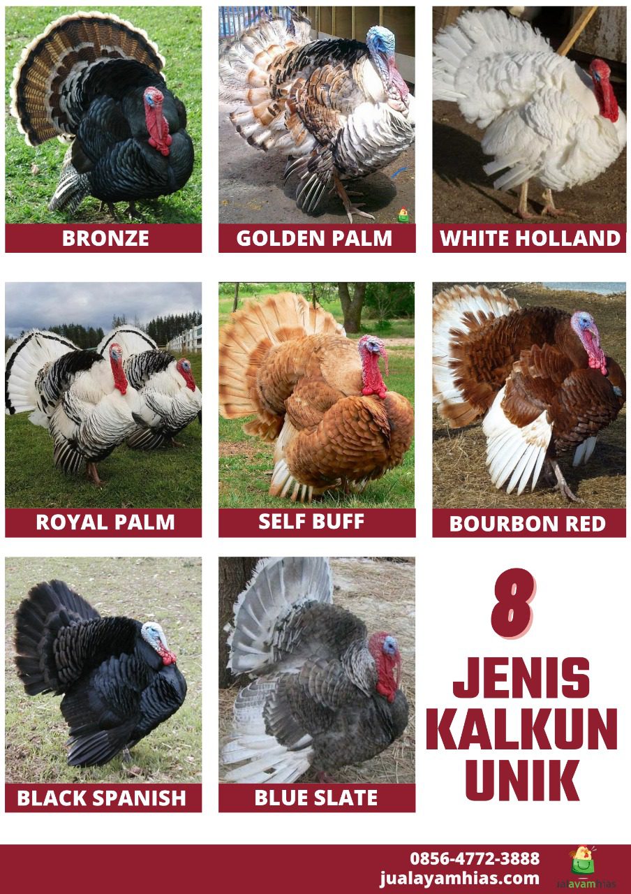 Berikut merupakan jenis-jenis ayam kalkun yang tersedia di jualayamhias.com, pemesanan bisa langsung WA ke 0856-4472-3888 | image 3
