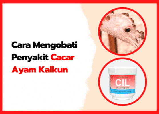Cara Mengobati Penyakit Cacar Ayam Kalkun