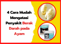 4 Cara Mudah Mengatasi Penyakit Berak Darah pada Ayam