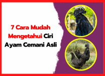 7 Cara Mudah Mengetahui Ciri Ayam Cemani Asli | thumnail